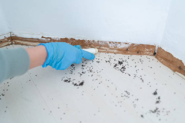 Best Local Pest Control Services  in Hinton, WV